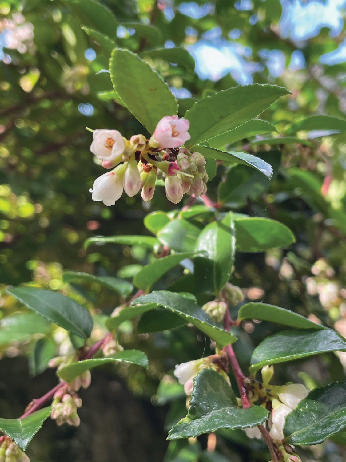 Evergreen Huckleberry flowers are a favorite of native hummingbirds and butterflies.